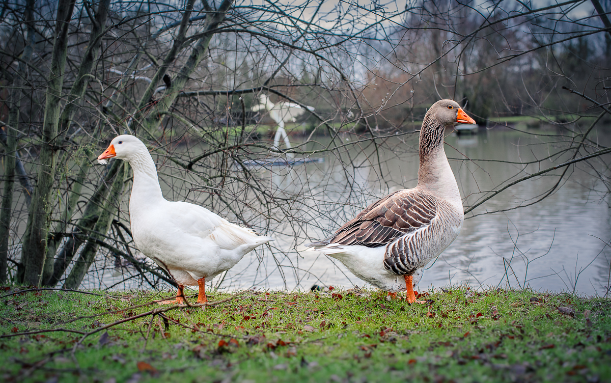Balade hivernale à la Colline aux Oiseaux