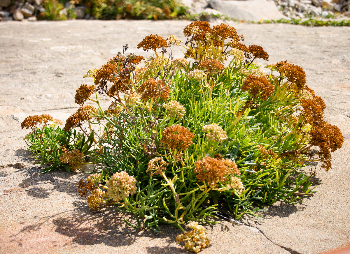 Flore à Quiberon en Bretagne (France)