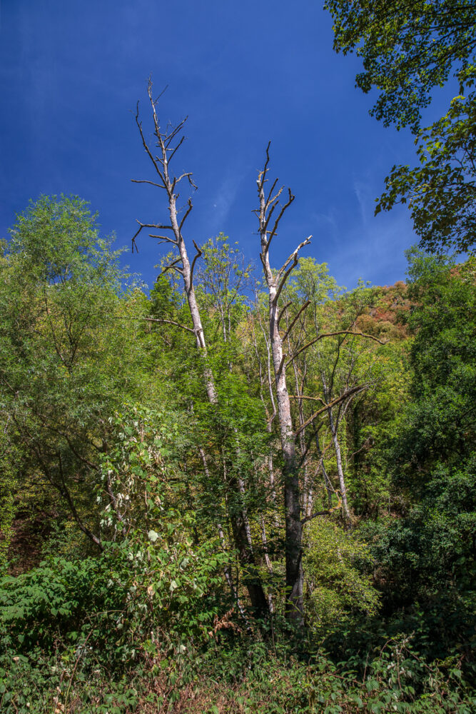 Deux arbres mortes dans la forêts